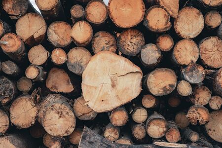 Wood and Sawmill. Large round logs harvested for construction.の写真素材
