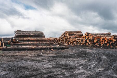 Wood and Sawmill. Large round logs harvested for construction. Production and sale of building materials. Stacked boards and logs. The texture of wood.の写真素材