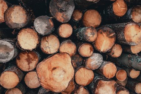 Wood and Sawmill. Large round logs harvested for construction.の写真素材