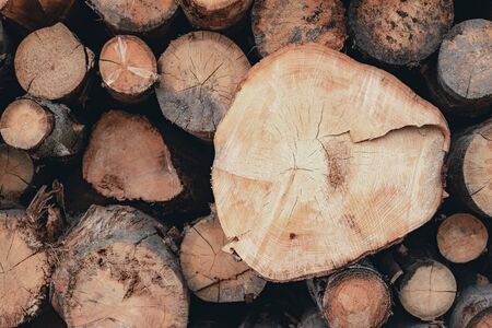 Wood and Sawmill. Large round logs harvested for construction.の写真素材