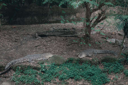 BALI, SAFARI AND MARINE PARK SPRING, 2020: A few crocodiles lie on the ground.Animals in their natural habitat. Safari and marine park on the island.のeditorial素材