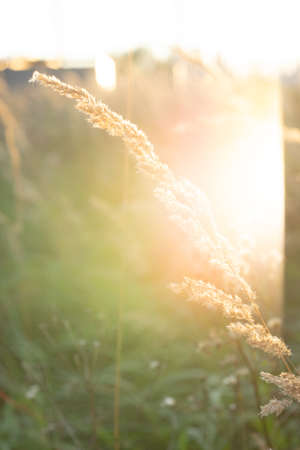 green grass under blue skyの写真素材