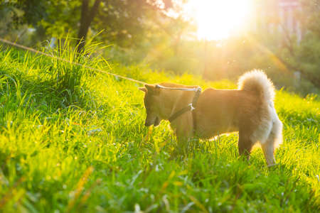 Red-haired beautiful Japanese dog Akitu Inu on the lawn during a walk.の写真素材