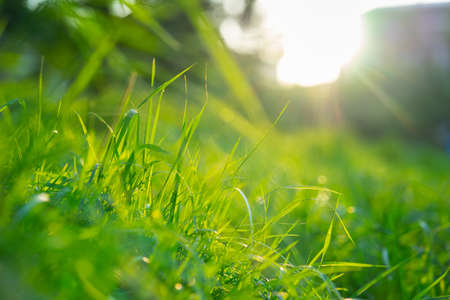 green grass under blue skyの写真素材