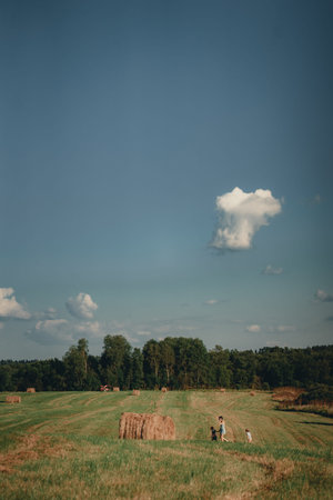 Natural landscape. Rolled hay from different grasses into large rolls. Country life. Environment....