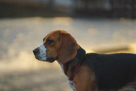 Portrait handsome and beautiful thoroughbred beagle dog.