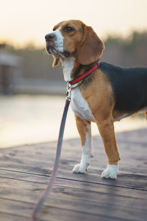 Portrait handsome and beautiful thoroughbred beagle dog.の写真素材