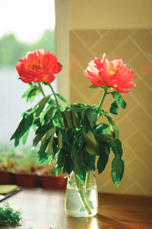 Beautiful pink peony flower in a vase on a white wall with shadows.の写真素材