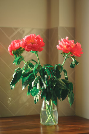 Beautiful pink peony flower in a vase on a white wall with shadows.の写真素材