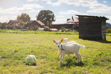 Cute white goats on a farm in a corral with a green lawn under a beautiful blue sky. Rural landscape. Goats on the farm close-up. Soft focus.の写真素材