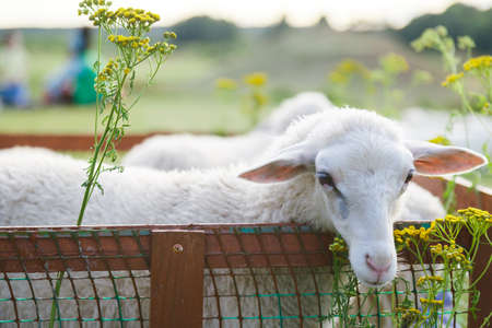 Small white goats in a small paddock on a farm. Farm, cattle. Portrait of a white goat.の写真素材