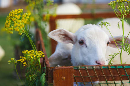 Small white goats in a small paddock on a farm. Farm, cattle. Portrait of a white goat.の写真素材