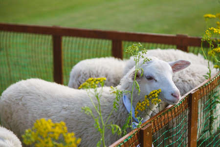Small white goats in a small paddock on a farm. Farm, cattle. Portrait of a white goat.の写真素材
