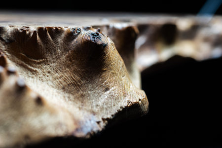 Extreme close-up, wood texture, wooden countertop slab, saw cut wood on black. Isolate.