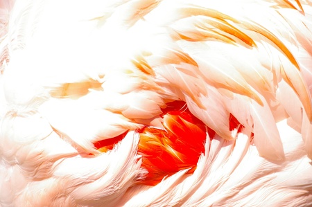 Closeup detail of the delicate pink feathers on a flamingo wing with a central cluster of vivid scarlet feathers の写真素材