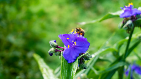 Blue flower with a bee in the wild nature