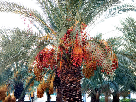 Date palm on the coast of the dead sea
