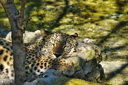 Leopard asleep in the early warm rays of the spring sunの写真素材