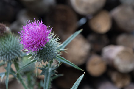Flowers thistle close-up