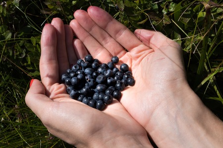 Blueberry in hand against the background of bushesの写真素材