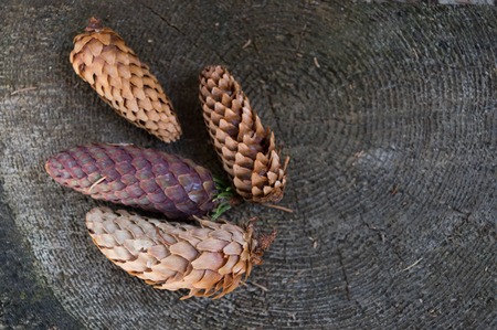 ?ones on a stump with a beautiful tree texture in the forestの写真素材