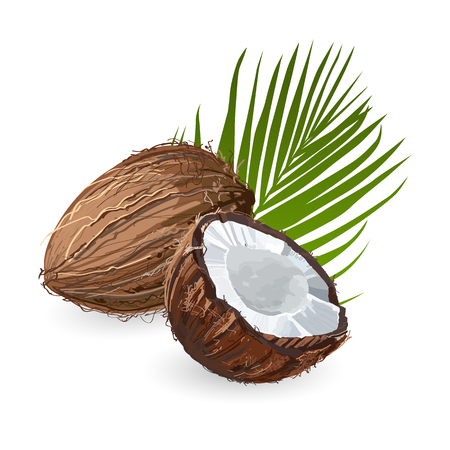 Coconut with leaf. Natural fruit.のイラスト素材