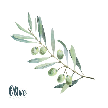 Watercolor olive branch. Sketch of olive branch on white backgroundのイラスト素材