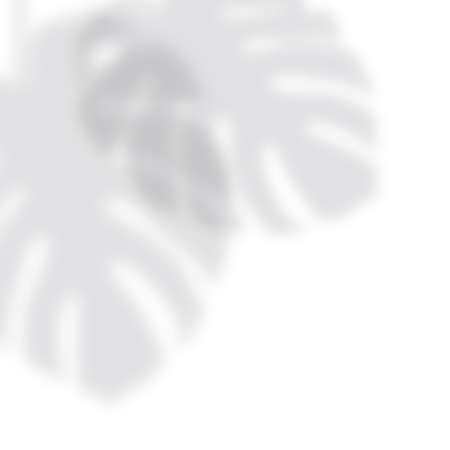 Soft drop shadow from the monstera leaves on a white backgroundのイラスト素材
