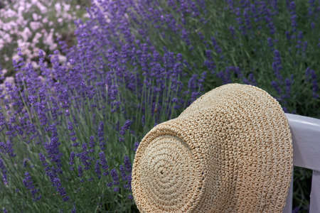 Purple lavender field, flowering lavender bushes. Pastel colors background. Soft feeling of a dream.の写真素材