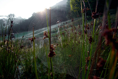 spider web and spider in the grass