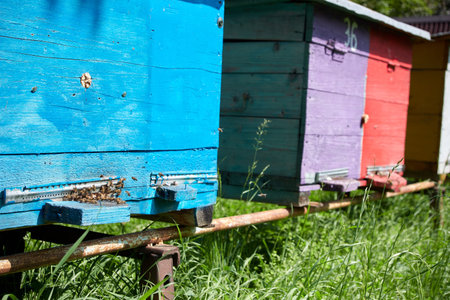 Beehives in apiary in summer day. Beekeeping concept