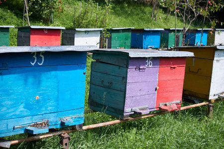 Colorful bee hives on the apiary in the countryside.