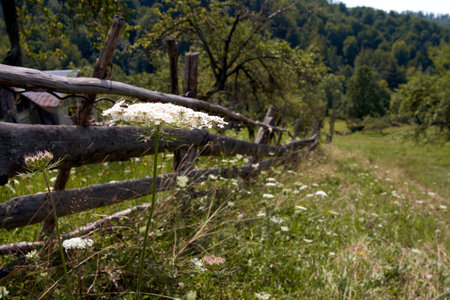 Wooden fence on a meadow in the Ukrainian Carpathiansの写真素材
