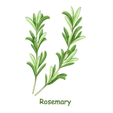 Sprigs of fresh green rosemary , vegetarian food, healthy menu. Herbs spice, salad and meals. Rosemary leaves for print design, cosmetic products, cooking, aromatherapy. Mediterranean herb.のイラスト素材