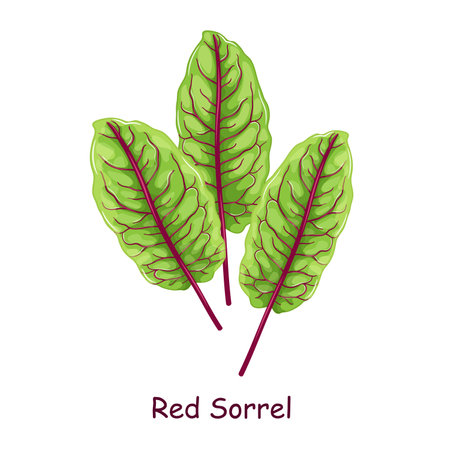 Fresh green sorrel leaves with red veins, vegetarian food, healthy menu. Herbs spice, salad and meals. Graphic element for website, botanical infographics and educational materials, print design, cosmetic products, cooking, aromatherapy.のイラスト素材
