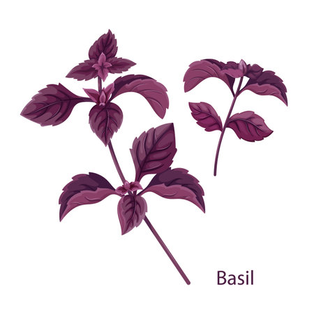 Sprigs of fresh purple basil, spicy herb, culinary plant. Fresh nutritions source, dieting and healthy life style symbol. Types of basil for cooking flavorful dishes. Vector Illustration on white backgroundのイラスト素材