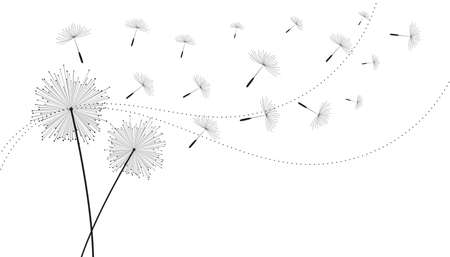 flying dandelion seeds flower backgroundのイラスト素材