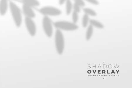 realistic shadow of leaves on white wall backgroundのイラスト素材