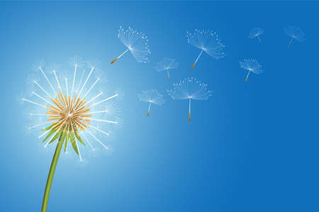 flying dandelion flower seeds make a wish concept backgroundのイラスト素材