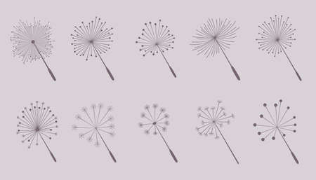 dandelion flower seeds collection of tenのイラスト素材