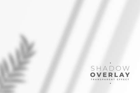 shadow overlay of leaves and window pane in transparent styleのイラスト素材