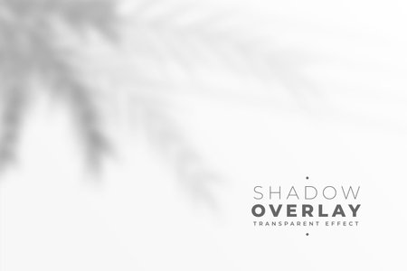 defocused blue leaves shadow on white wall effect backgroundのイラスト素材