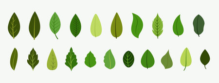 eye catching pack of organic leaves banner design vectorのイラスト素材