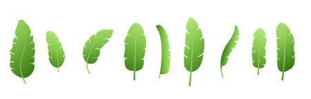 organic and herbal banana leaves element design in set vectorのイラスト素材