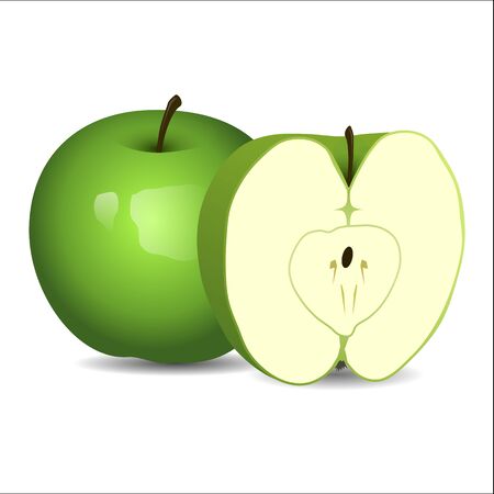 Realistic fresh green apple isolated on white background. Vector illustration.のイラスト素材