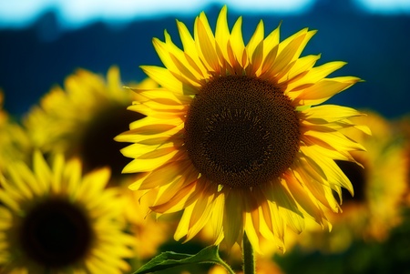dominant sunflower beauty in natureの写真素材