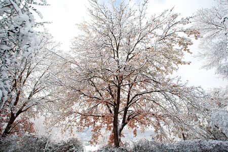 trees covered with snowの写真素材