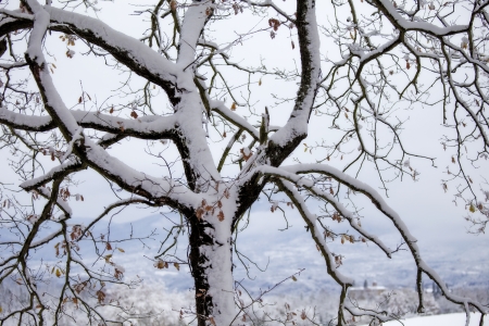 leafless tree trunk covered with snowの写真素材