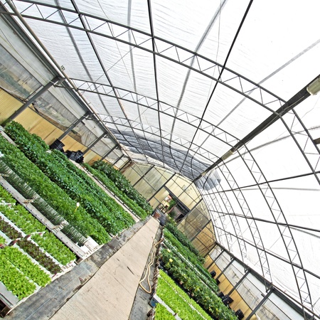 greenhouse with green plants view from different angleの写真素材