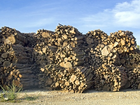 tree trunks stacked, background of blue skyの写真素材